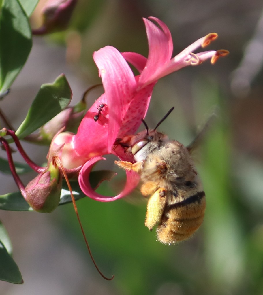 teddybearbee3 BushBlitz