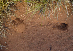 Marsupial Mole