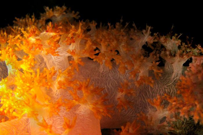 Scientist Merrick Ekins of the Qld Museum will search for new species of Octocorals