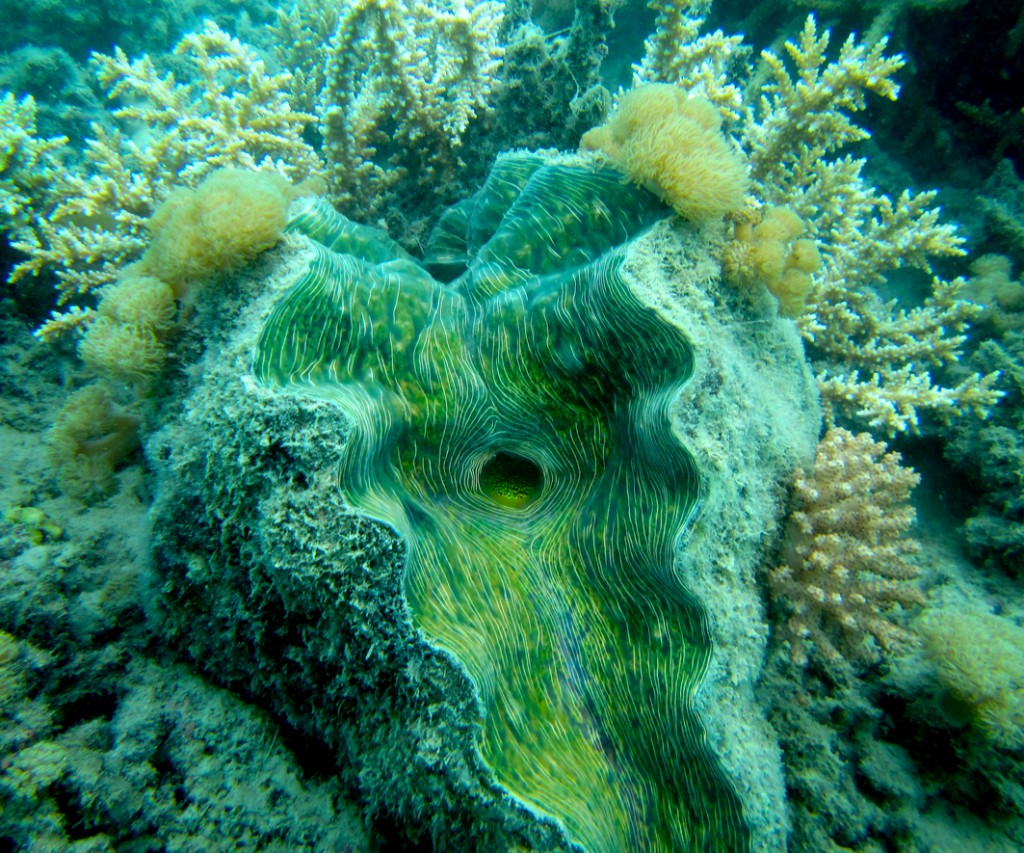 Xenia soft coral growing on the side of a giant clam - image by Merrick Ekins copyright Queensland Museum Network 