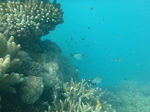 Coral at Butterfly Bay
