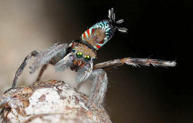 Three new spider species discovered in alpine Australia during Bush Blitz  expedition - ABC News