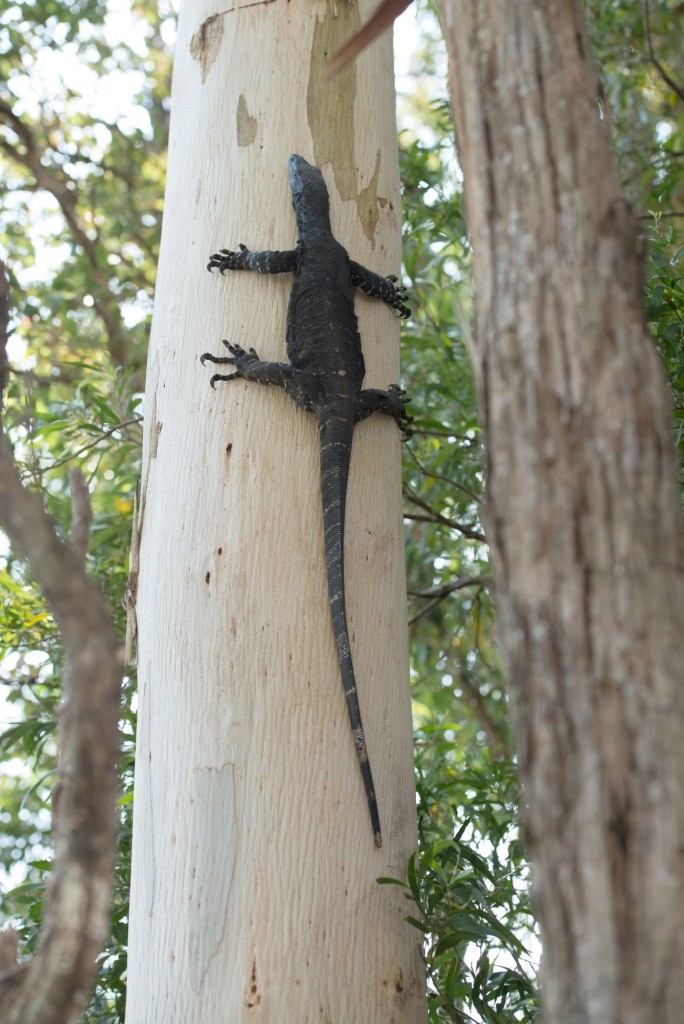 Lace monitor image credit D Paul © Museum Victoria