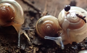 Tiny glass snails making a run for it (image credit S. Nally)