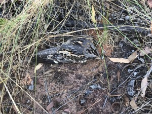 This spotted nightjar is ground roosting in the grassy understory in open woodland, in plain sight but so well camouflaged. 