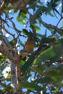 A juvenile Gouldian finch, listed as endangered under the EPBC Act. Image: Jared Archibald, MAGNT.