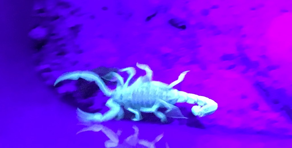 Scorpion glow-in-the-dark