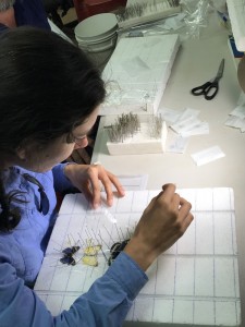 Eloise Wigger pinning butterfly specimens in the base camp lab.