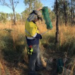 Dane Trembath checking a funnel trap.