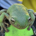 This green tree frog hopped away when released from the trap. 