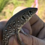 This little skink (Ctenotus pantherinus) was inside.