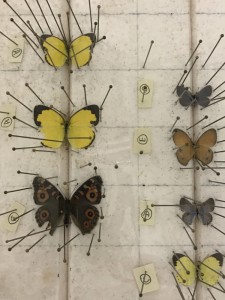 Butterfly specimens being prepared for preservation and transport.