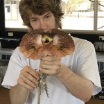 Stephen Mahony from the Australian Museum with a frill neck lizard.