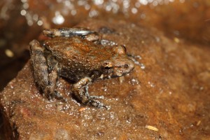 Rockhole Frog (Litoria meiriana). Image: Stephen Mahony, Australian Museum.