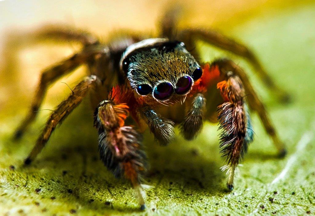 Three new spider species discovered in alpine Australia during Bush Blitz  expedition - ABC News