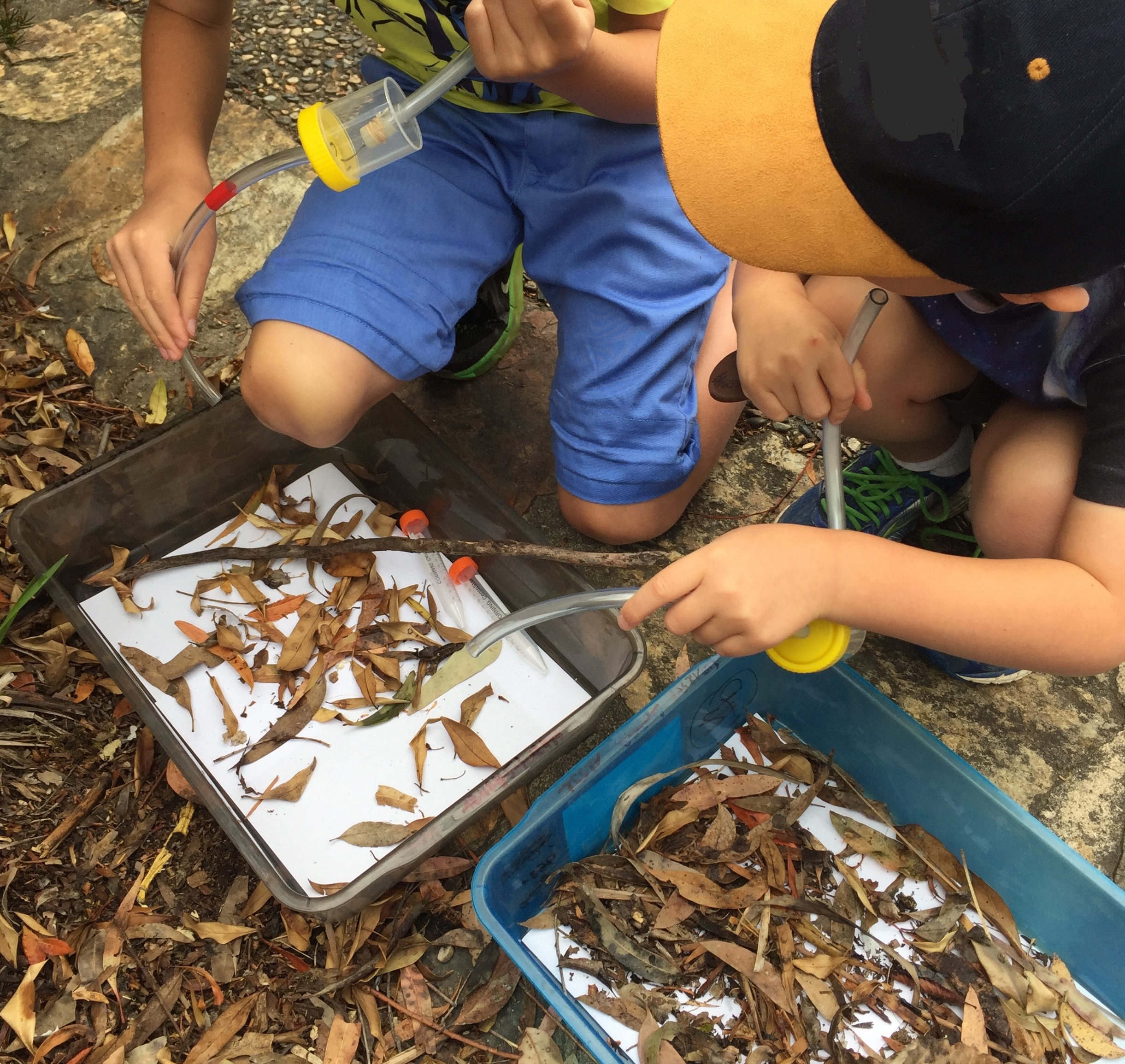 Children using a pooter to collect invertebrates