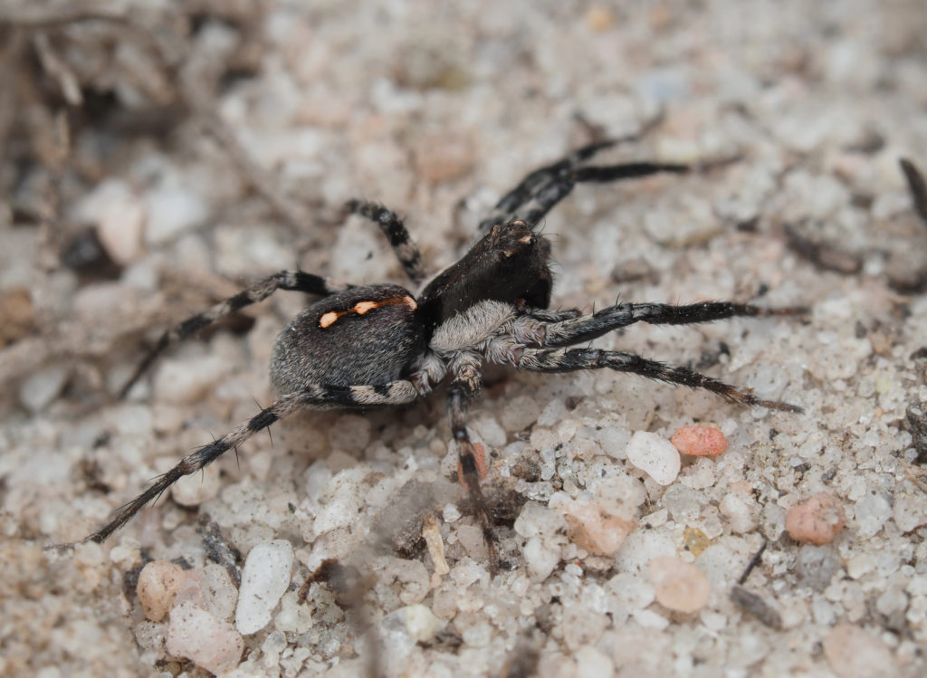 New genus and new species of Wolf spider - BushBlitz