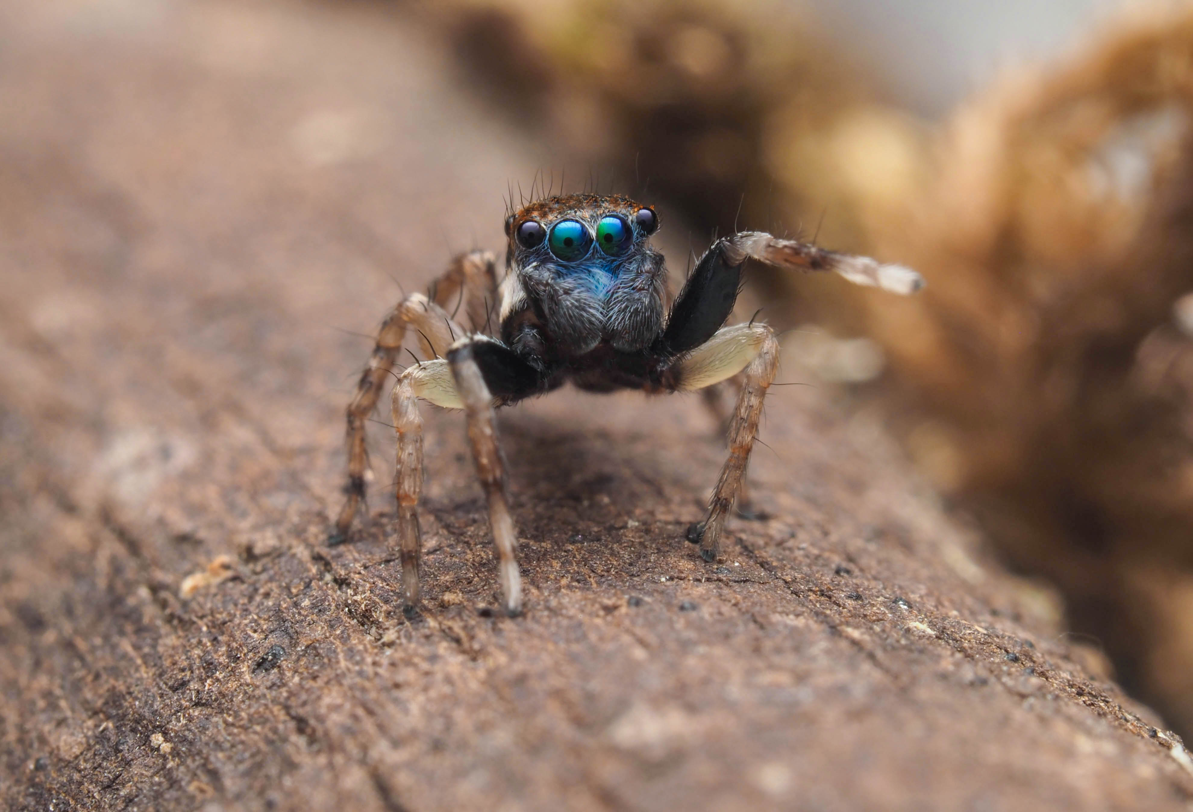 Jumping spiders - The Australian Museum