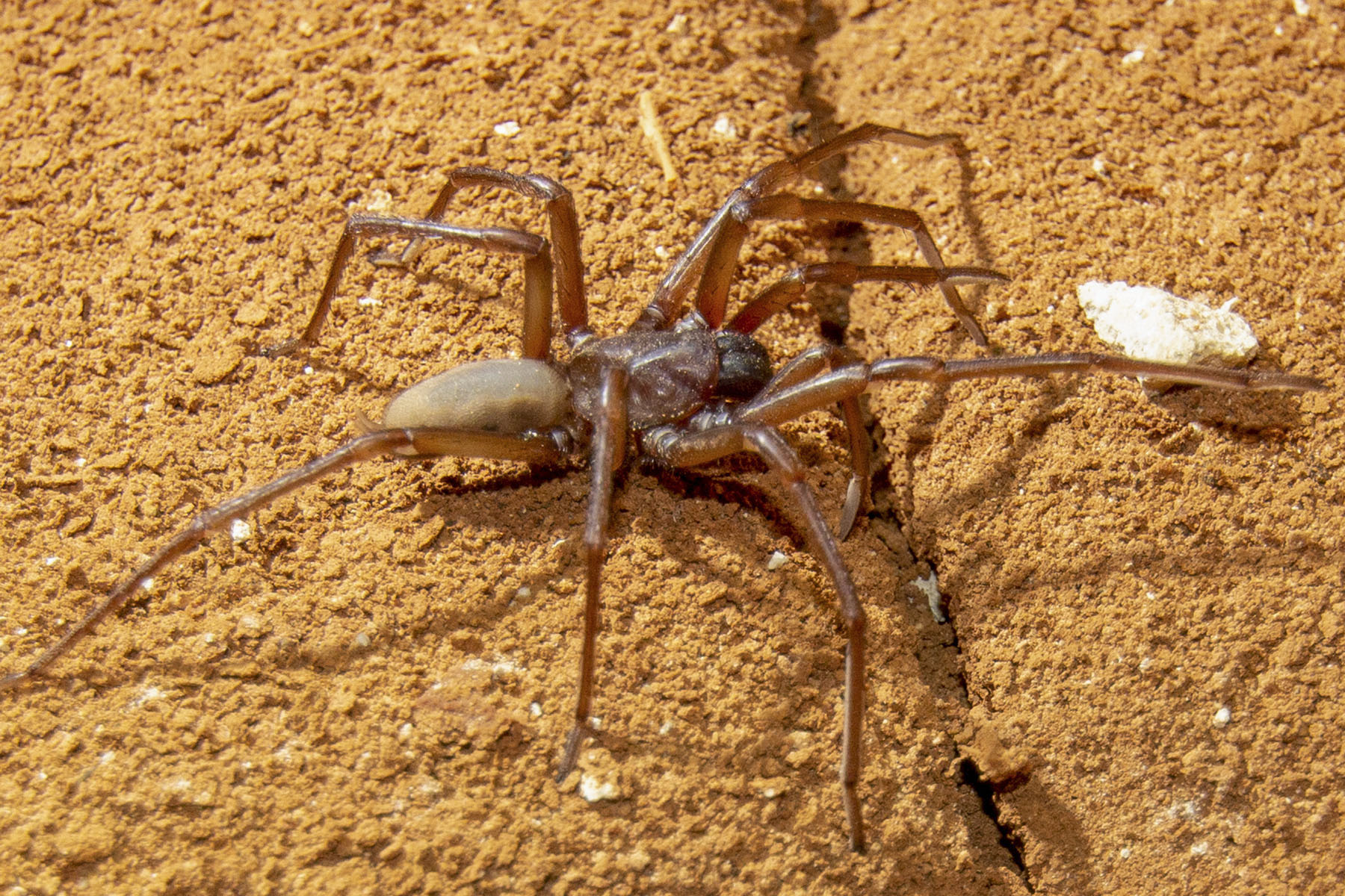 New species of wishbone spiders uncovered in field work