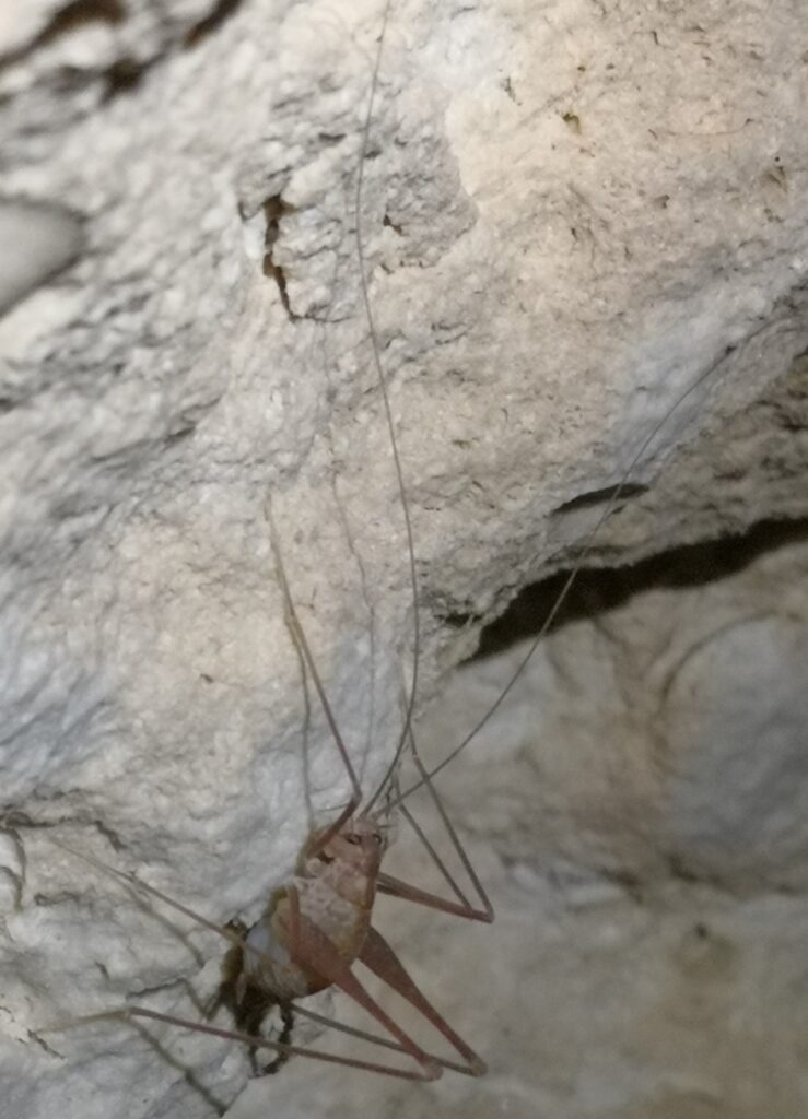 A cave cricket