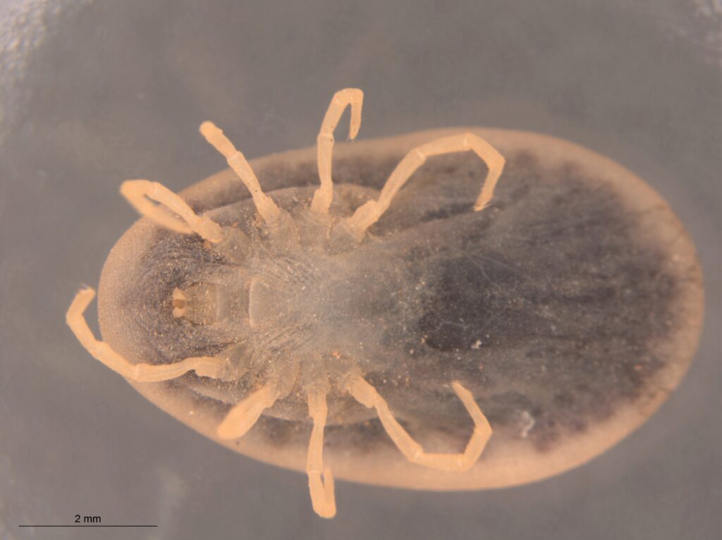 Underside of an adult female tick found in a kestrel nest