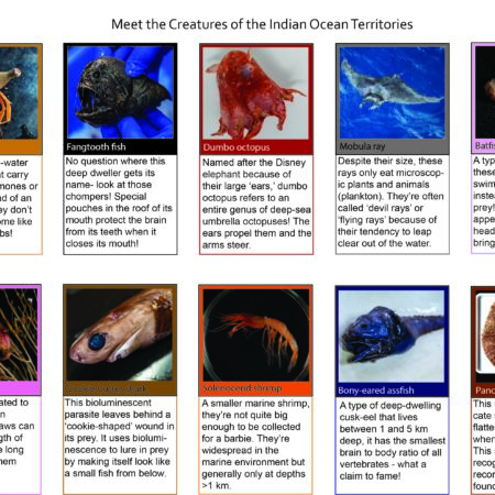 Deep sea critters fact sheet (From species found on the Investigating the Indian Oceans Territory Voyage 2021)