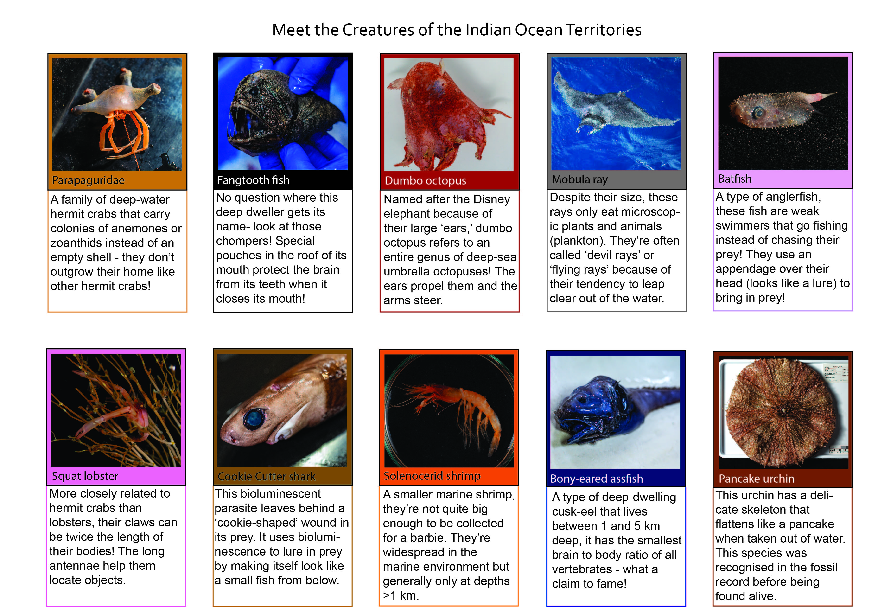 Deep sea critters fact sheet (From species found on the Investigating the Indian Oceans Territory Voyage 2021)