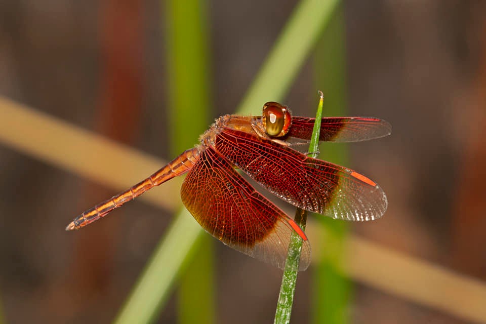 Painted Grasshawk dragonfly