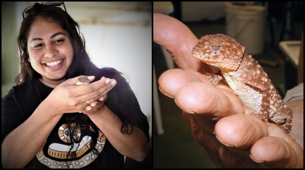Rachel Treacy and a Northern Knob-tailed Gecko