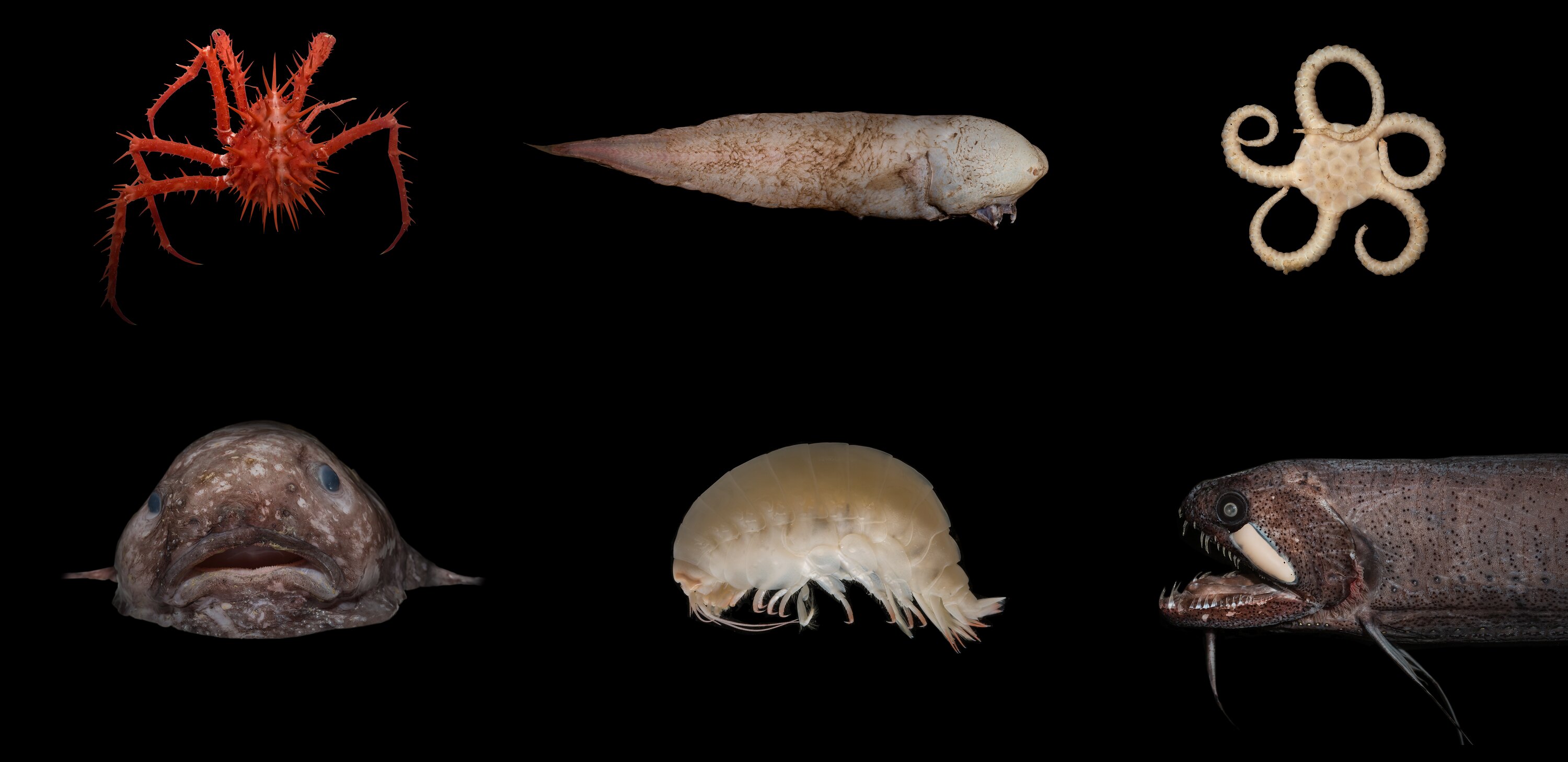 Six deep sea species against a black background