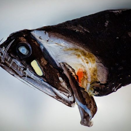 deep-sea