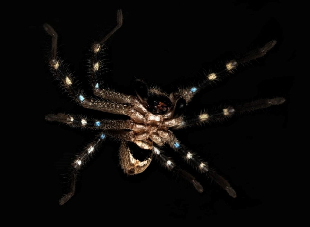 Badge huntsman spider