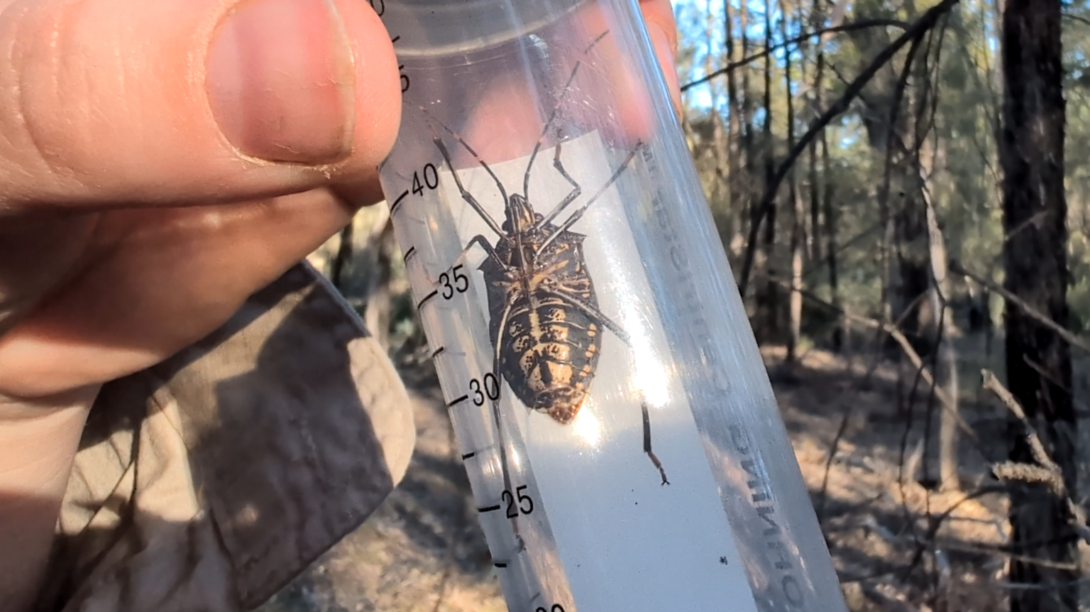 True bug tales from the Pilliga Bush Blitz with entomologist Maya Darby ...