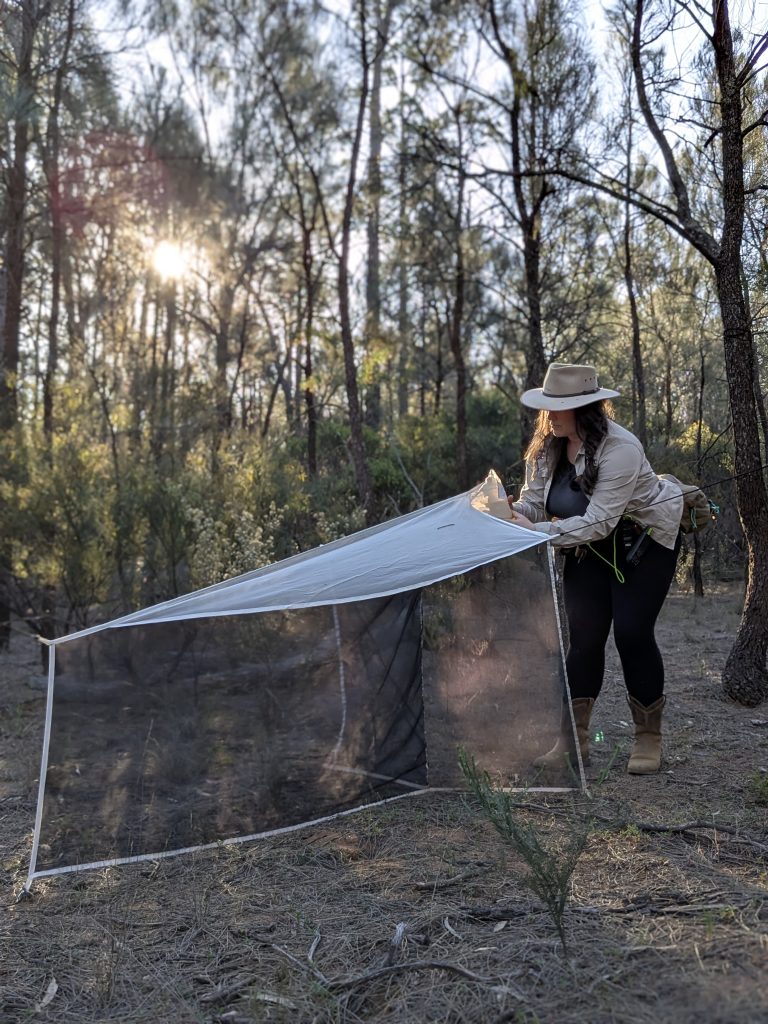 Maya setting up a malaise flight intercept trap in the Pilliga bush