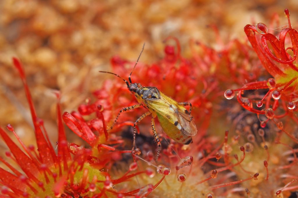 A yellow mirid bug on sundew