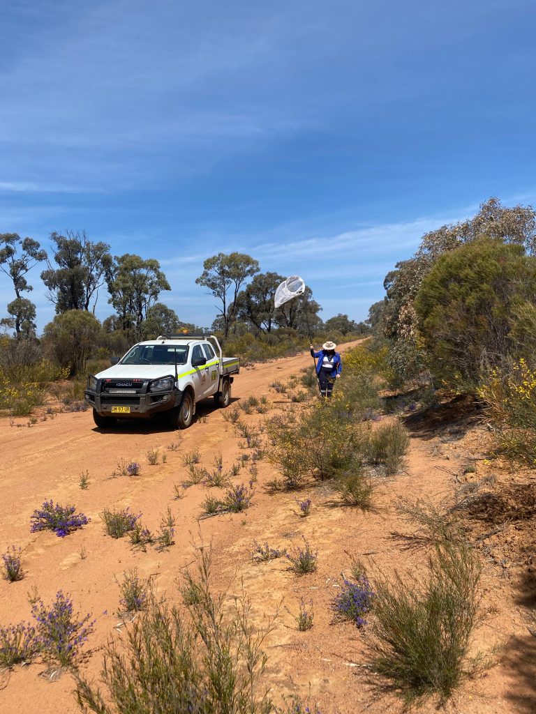 Maya collecting true bugs with her insect net on a sandy track