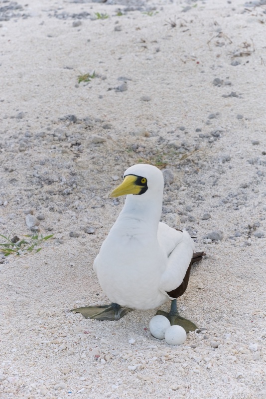 Masked booby with eggs 