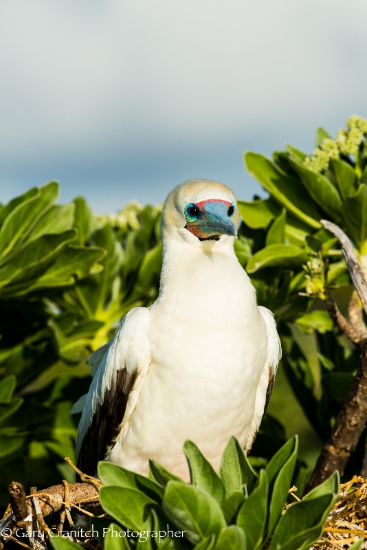 Red footed booby  