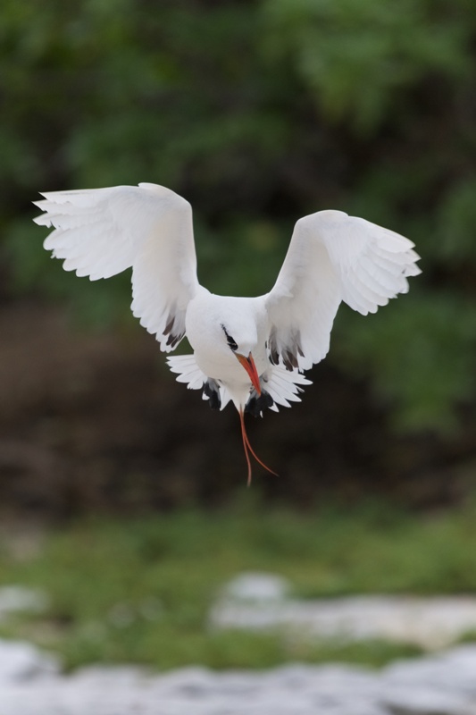 Red-tailed tropic bird  