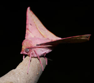 Pink-bellied Moth (Oenochroma vinaria)