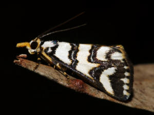 One of the snout moths (Hednotodes callichroa)