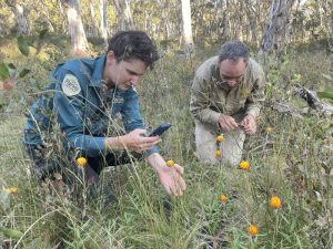 Parks Victoria ranger Jo Durrant in the field with botanist Andre Messina from the Royal Botanic Gardens Victoria (Australian Alps 2023)