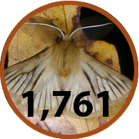 1,761 new fauna species