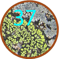 37 new lichen species