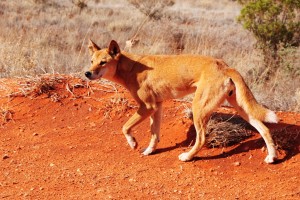 Dingoes (Canis dingo)       