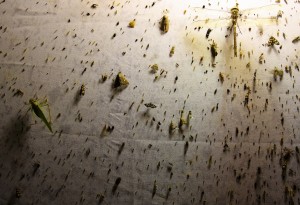 A light sheet attracts thousands of insects at Quinkan community day (image credit S. Nally) 