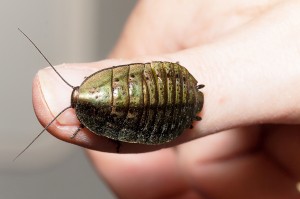 Alpine Cockroach (Polyzosteria viridissima)         