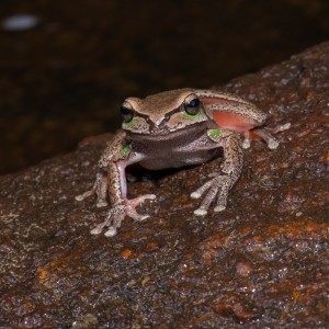 Blue Mountains Tree Frog Photo credit D Paul ©  Museum Victoria
