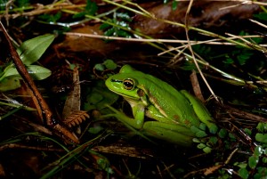 Green and Golden Bell Frog Photo credit D Paul ©  Museum Vic