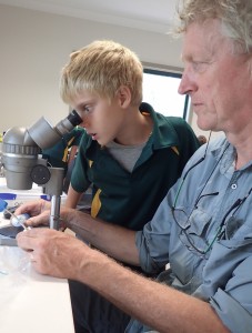 A student helps Remko Leijs identify a native bee (image S. Nally)    